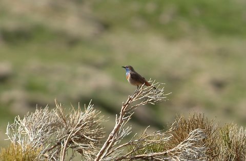 Bluethroat. Photo by Alan Miller. All rights reserved.