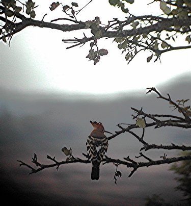 Eurasian hoopoe. Photo by Joyce Meyer. All rights reserved.