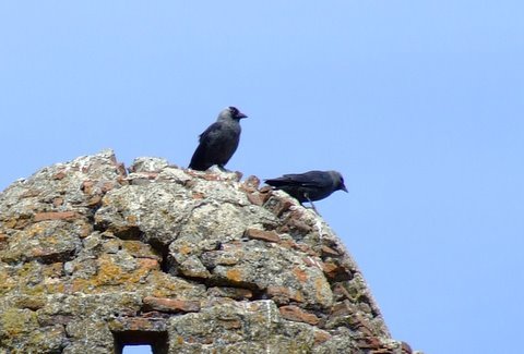 Eurasian jackdaw. Photo by Alan Miller. All rights reserved.