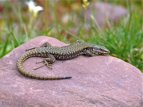 Iberian wall lizard. Photo by Alan Miller. All rights reserved. 