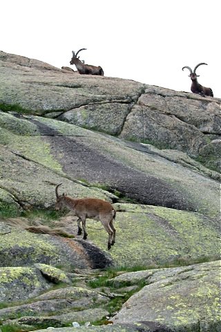 Ibex. Photo by Alan Miller. All rights reserved.
