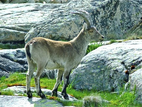 Ibex. Photo by Alan Miller. All rights reserved. 