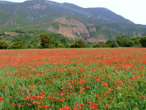 Poppy field. Photo by Alan Miller. All rights reserved. 