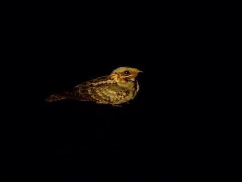Red-necked nightjar. Photo by Alan Miller. All rights reserved.