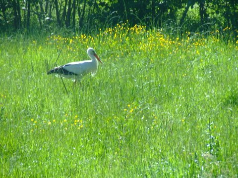 White stork. Photo by Alan Miller. All rights reserved.