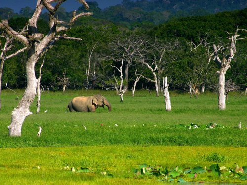 Asian elephant in yala national park. Photo by David Shackelford. All rights reserved.