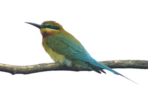 Blue-tailed bee-eater. Photo by Rick Taylor. Copyright Borderland Tours. All rights reserved.
