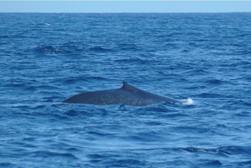 Blue whale off the coast of merissa. Photo by Rick Taylor. Copyright Borderland Tours. All rights reserved.
