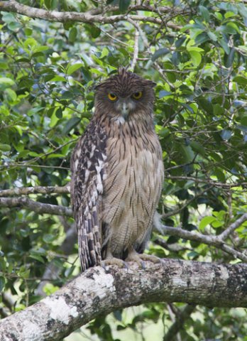 Brown fish-owl. Photo by Dave Semler. All rights reserved.