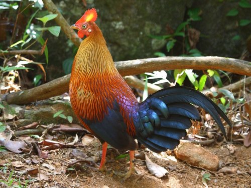 Ceylon junglefowl. Photo by Keith Valentine. All rights reserved.