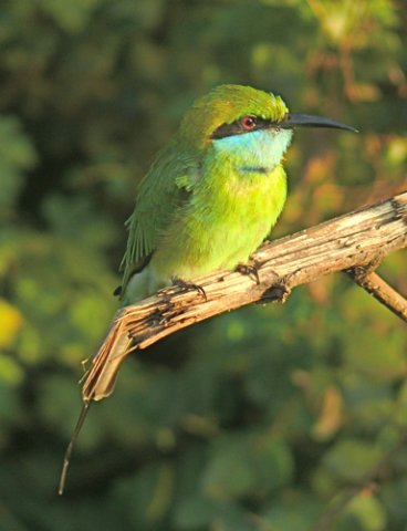 Green bee-eater. Photo by Rick Taylor. Copyright Borderland Tours. All rights reserved.
