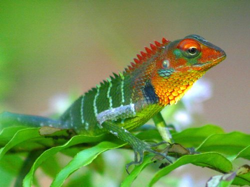 Green garden lizard. Photo by David Shackelford. All rights reserved.