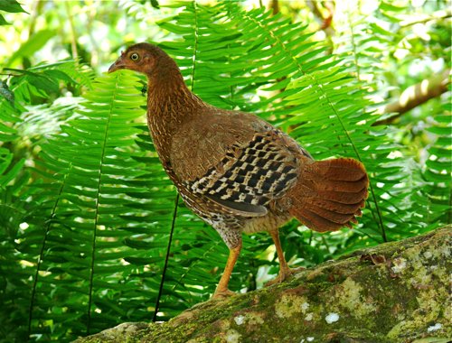 Hen ceylon junglefowl. Photo by Rick Taylor. Copyright Borderland Tours. All rights reserved.