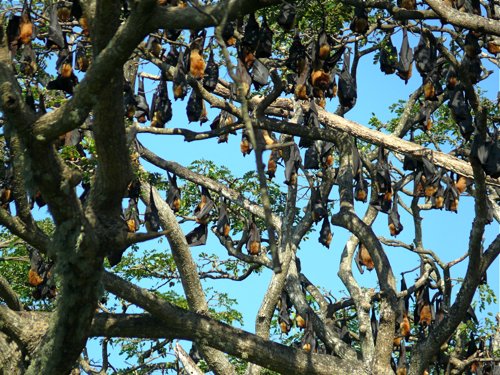 Indian flying fox day-roost. Photo by Rick Taylor. Copyright Borderland Tours. All rights reserved.