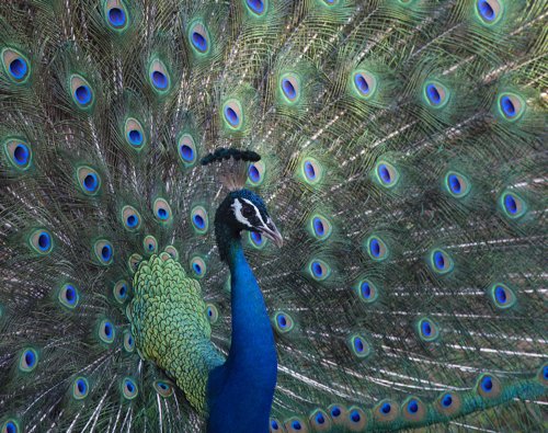 Indian peafowl close-up. Photo by Dave Semler. All rights reserved.