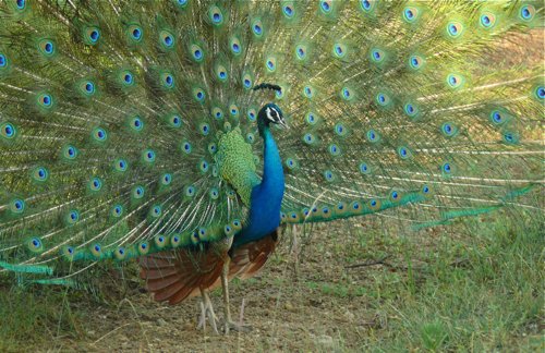 Indian peafowl. Photo by Rick Taylor. Copyright Borderland Tours. All rights reserved.