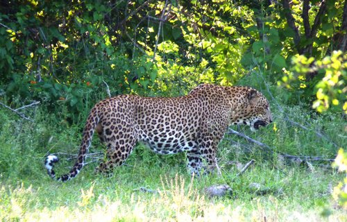 Leopard in yala national park. Photo by Dave Semler. All rights reserved.