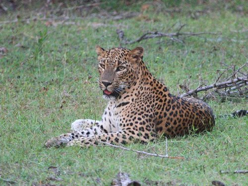Leopard. Photo by Keith Valentine. All rights reserved.