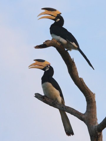 Malabar pied-hornbill. Photo by Keith Valentine. All rights reserved.