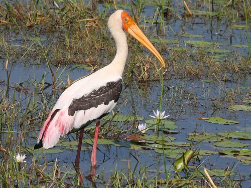 Painted stork. Photo by Keith Valentine. All rights reserved.