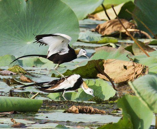 Pheasant-tailed jacanas in nuptial plumage. Photo by Dave Semler. All rights reserved.