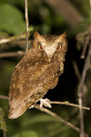 Serendib scops-owl. Photo by Dave Semler. All rights reserved.