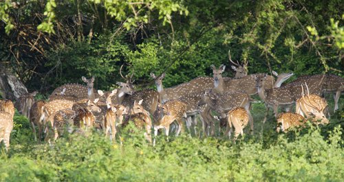 Spotted deer. Photo by Dave Semler. All rights reserved.