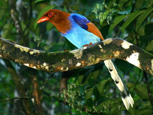 Sri lanka magpie. Photo by David Shackelford. All rights reserved.