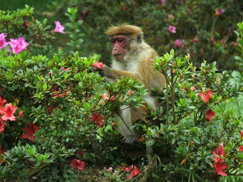 Toque macaque. Photo by Rick Taylor. Copyright Borderland Tours. All rights reserved.