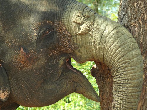 Very close elephant in yala national park. Photo by Rick Taylor. Copyright Borderland Tours. All rights reserved.
