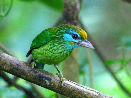 Yellow-fronted barbet. Photo by David Shackelford. All rights reserved.