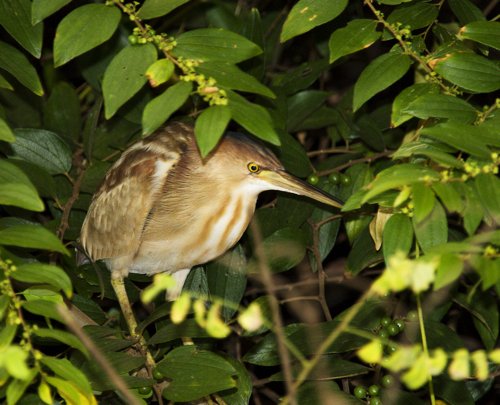 Yellow bittern. Photo by Dave Semler. All rights reserved.