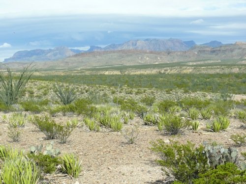 Chisos mountains from west entrachisos mountains from west entrance at big bend. Photo by Rick Taylor. Copyright Borderland Tours. All rights reserved.nce at big bendjpg
