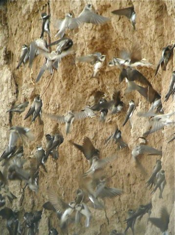 Bank swallows. Photo by Rick Taylor. Copyright Borderland Tours. All rights reserved.