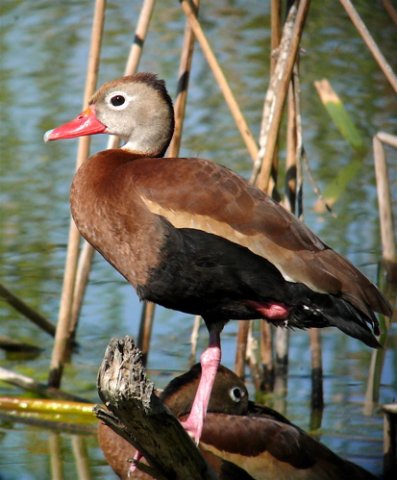 Black-bellied whistling-duck. Photo by Rick Taylor. Copyright Borderland Tours. All rights reserved.