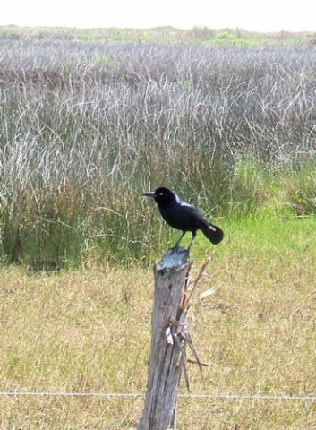Boat-tailed grackle. Photo by Rick Taylor. Copyright Borderland Tours. All rights reserved.