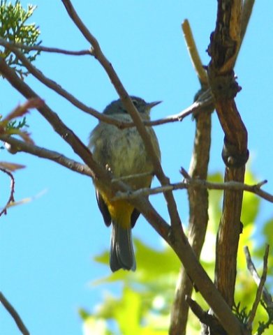 Colima warbler 2. Photo by Rick Taylor. Copyright Borderland Tours. All rights reserved.