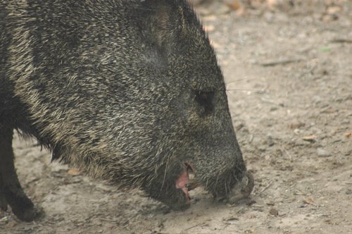Collared peccary. Photo by Joe Faulkner. All rights reserved.