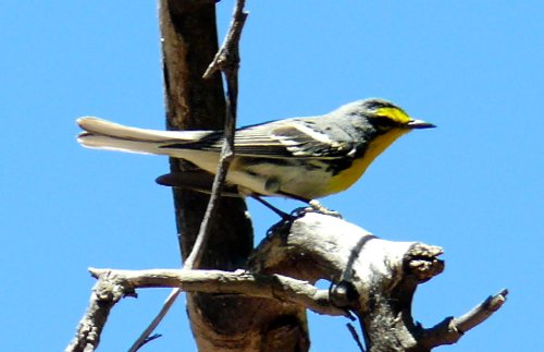 Graces warbler restricted to the davis mtns in texas. Photo by Rick Taylor. Copyright Borderland Tours. All rights reserved. 