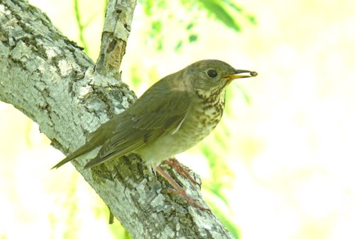 Gray-cheeked tnrush. Photo by Rick Taylor. Copyright Borderland Tours. All rights reserved.