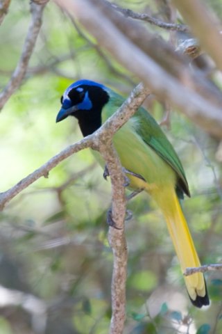 Green jay. Photo by Mark Rosenstein. All rights reserved.