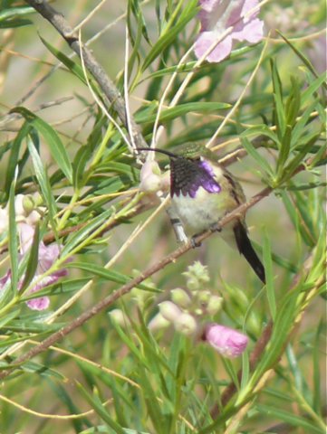 Lucifer hummingbird in desert willow. Photo by Rick Taylor. Copyright Borderland Tours. All rights reserved.