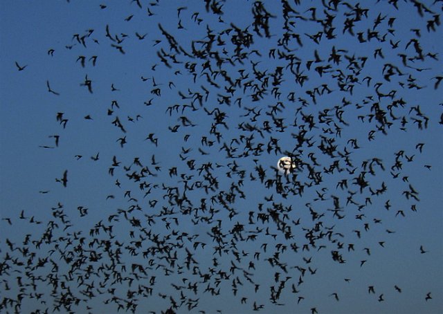 Mexican free-tailed bats moonrise rio frio cave. Photo by Rick Taylor. Copyright Borderland Tours. All rights reserved. 