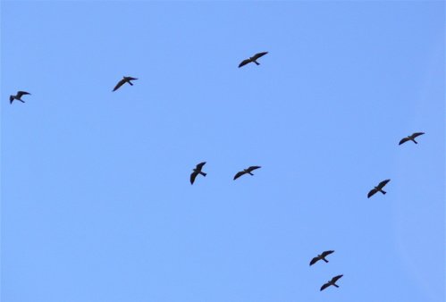 Migrating mississippi kites santa ana national wildlife reduge. Photo by Rick Taylor. Copyright Borderland Tours. All rights reserved.