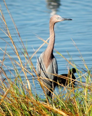 Reddish egret. Photo by Joe Faulkner. All rights reserved.