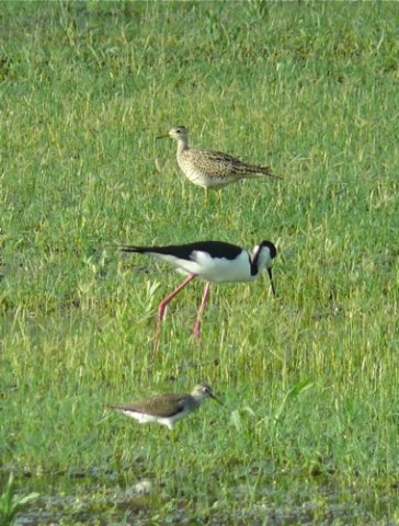 Upland sandpiper black-necked stilt and solitary sandpiper. Photo by Rick Taylor. Copyright Borderland Tours. All rights reserved.