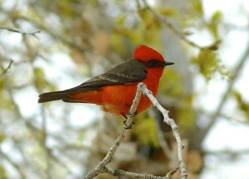 Vermilion flycatcher is common in rio grande village. Photo by Rick Taylor. Copyright Borderland Tours. All rights reserved. 
