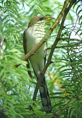 Yellow-billed cuckoo. Photo by Rick Taylor. Copyright Borderland Tours. All rights reserved.