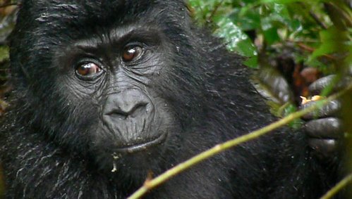 Adolescent mountain gorilla. Photo by Dave Semler and Marsha Steffen. All rights reserved.