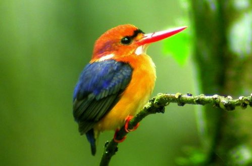 African dwarf kingfisher. Photo by Adam Riley. All rights reserved.